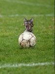 pic for soccer cat